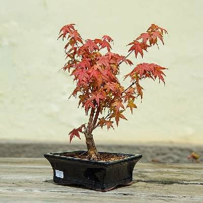 S Bonsai 30cm/4 NL, živá rostlina