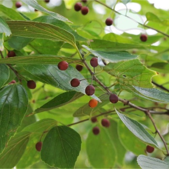 Image 1 of Семена от Китайско Хакбери 10 бр / 1.5 гр (651300)