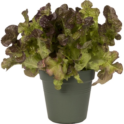 Elho květináč Green Basics leaf green 30 cm