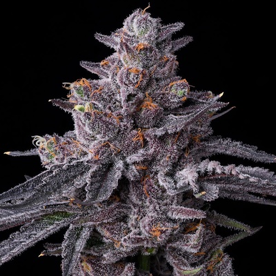 Barney´s Farm Zillions semena neobsahují THC 3 ks