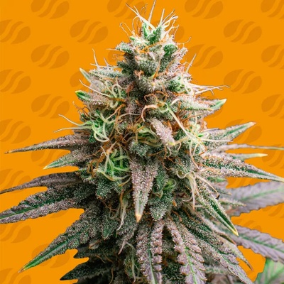 Original Sensible Seeds Tiramisu semienka neobsahujú THC 10 ks