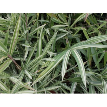 Bambus 'Variegata' - Pleioblastus fortunei Variegata - Heureka.cz