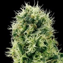 White Label Pure Power Plant semena neobsahují THC 10 ks