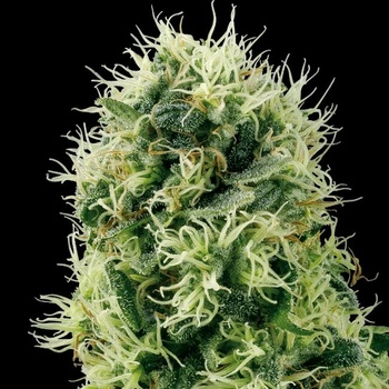 White Label Pure Power Plant semena neobsahují THC 10 ks