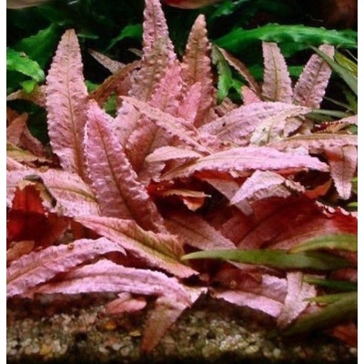 Kryptokoryna Flamingo