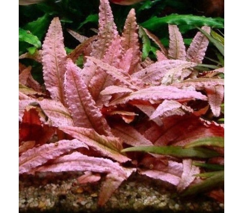 Kryptokoryna Flamingo