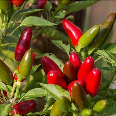 Chilli Jalapeno - Capsicum Annuum - semená chilli - 6 ks