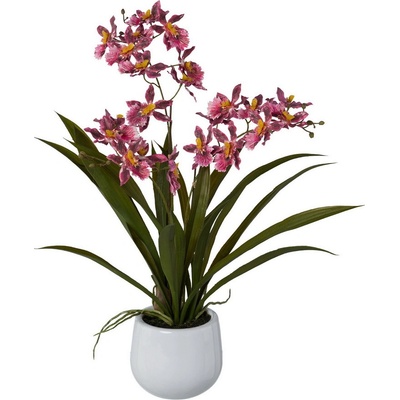 Orchidea Gambia ružová v kvetináči, 50cm