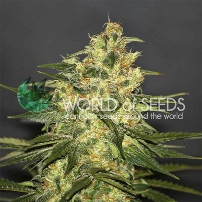 World of Seeds Ketama regular semienka neobsahujú THC 10 ks
