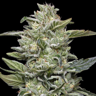 Humboldt Seed Company Honey Bear semienka neobsahujú THC 5 ks