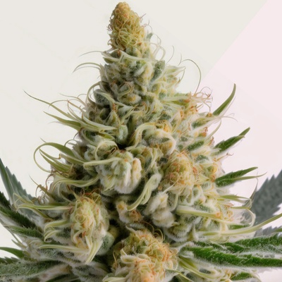 Kera Seeds Bubblegum semena neobsahují THC 3 ks