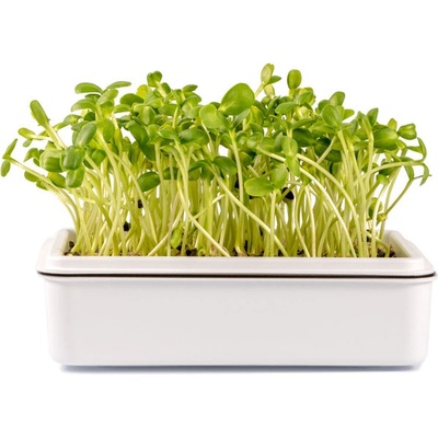 Toraf Microgreens, semínka na klíčky - Slunečnice 20g