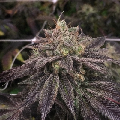 Pheno Finder Seeds StarCake semienka neobsahujú THC 5 ks
