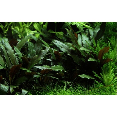 Cryptocoryne beckettii Petchii