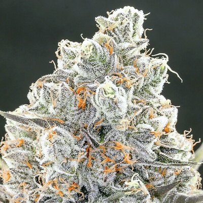 Anesia Seeds Original Gorilla #4 semienka neobsahujú THC 3 ks