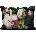 Essenza Калъфка за възглавница Fleur Festive 60 x 70 см черна (100878-561-01)