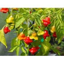 CHILLIMAT Chilli semínka Bishops Crown 10 ks