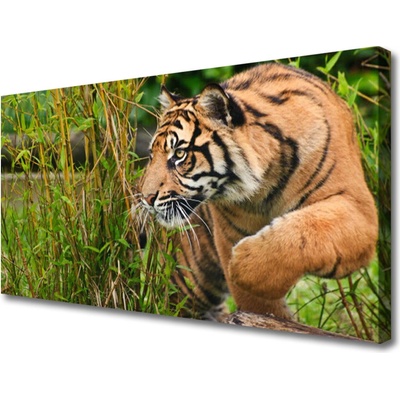 Obraz Canvas Tiger zvieratá 100x50 cm