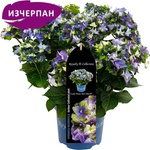 Royalty Collection® Lady Mata Hari Blue Royalty Collection® Хортензия macrophylla