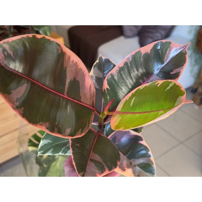 PlantBros flower Ficus elastica ‘Belize’