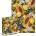 dodo - Puzzle Botany: Tropical Fruits - 750 piese