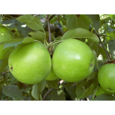 Jabloň Granny Smith na 100-110 cm kmienku, výška 170-200 cm, kvetináč 10 l