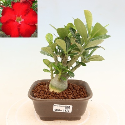 e-bonsai Pokojová bonsai - Adenium obesum Red Star - Pouštní růže