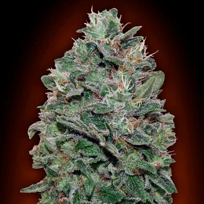 00 Seeds Bank Sweet Somango semena neobsahují THC 5 ks