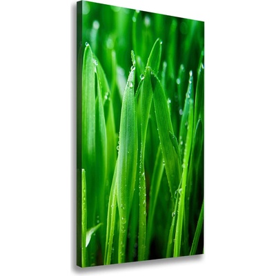 Vertikálny foto obraz canvas Steblo trávy 50x100 cm