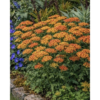 Řebříček obecný 'Tricolor' 1 ks – Sleviste.cz