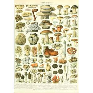 Grafika Art Puzzle - Puzzle Larousse illustration: Mushrooms - 1 000 piese