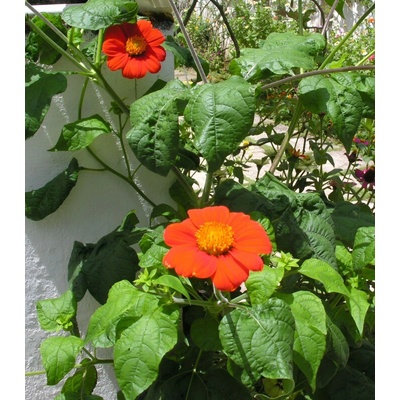 Titónie okrouhlolistá Fiesta Del Sol Tithonia rotundifolia osivo titónie 60 ks