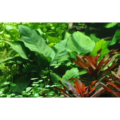 Anubias barteri caladiifolia