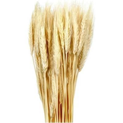 NOHEL GARDEN Sušená dekorácia Triticum - pšenica prírodná 40 g