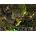 Planescape Torment