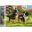 Norimpex - Puzzle Diamant painting: Playful puppies 30x40cm - 1 - 39 piese
