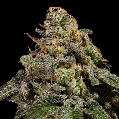 Ripper Seeds OMG semienka neobsahujú THC 1 ks
