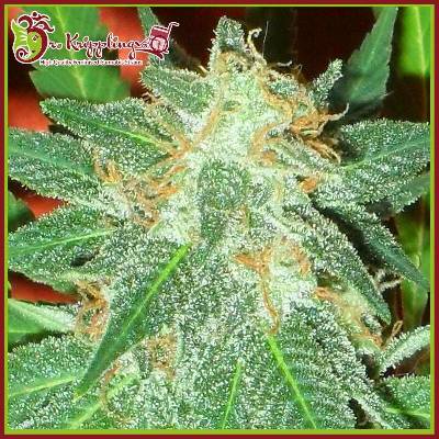Dr. Krippling Seeds Jumping Black Dash AUTO semena neobsahují THC 10 ks