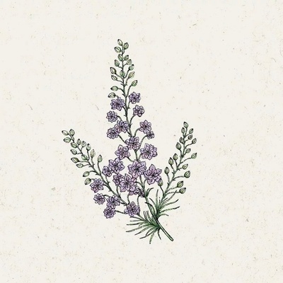 Jora Dahl Stračonôžka "Misty Lavender" Delphinium Consolida 1 bal.