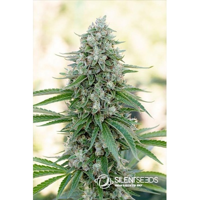 Silent seeds Critical mango semena neobsahující THC 25 ks