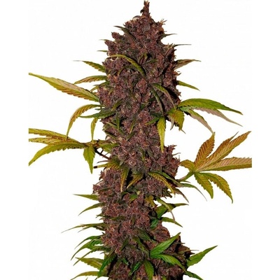 Fastbuds LSD-25 Auto semienka neobsahujú THC 100 ks
