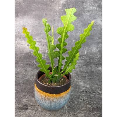 Epiphyllum Anguliger 10 cm