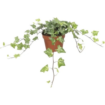 Břečťan zeleno-bílý FloraSelf Hedera helix 'Kolibri' cca 20 cm květináč Ø 13 cm