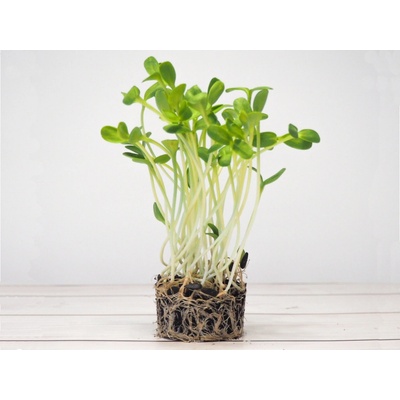 Tiny Greens Slunečnice BIO semínka na klíčení a 400 g