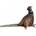 Dubi Pheasant 30cm
