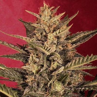 G13 Labs Seeds AUTO Sunset Vibes semena neobsahují THC 5 ks