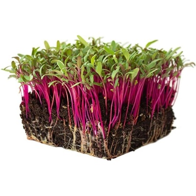Microgreens Řepa červená na microgreens, 50 g