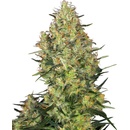 Sensi Seeds Shiva Skunk semena neobsahují THC 25 ks