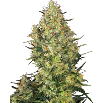 Sensi Seeds Shiva Skunk semena neobsahují THC 25 ks