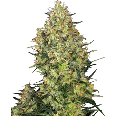 Sensi Seeds Shiva Skunk semena neobsahují THC 25 ks